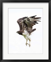 Martial Eagle, Ndutu, Ngorongoro Conservation Area, Tanzania Fine Art Print