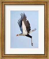 Secretary Bird, Serengeti National Park, Tanzania Fine Art Print