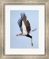 Secretary Bird, Serengeti National Park, Tanzania Fine Art Print