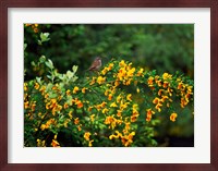Song Sparrow Bird Fine Art Print