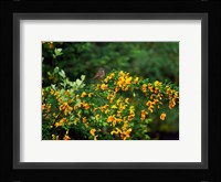 Song Sparrow Bird Fine Art Print