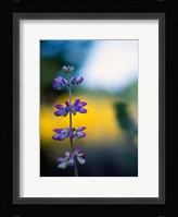 Lupine Flower Blossoms Fine Art Print
