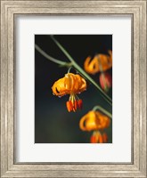 Columbia Lily Flower Blossoms Fine Art Print