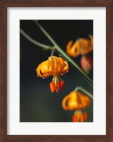 Columbia Lily Flower Blossoms Fine Art Print