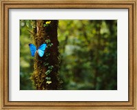 Blue Morpho Butterfly, Costa Rica Fine Art Print
