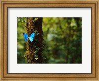 Blue Morpho Butterfly, Costa Rica Fine Art Print