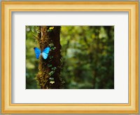 Blue Morpho Butterfly, Costa Rica Fine Art Print