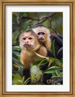 White-Throated Capuchin Monkeys (Cebus capucinus) on tree, Tortuguero, Costa Rica Fine Art Print