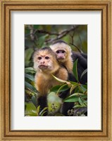 White-Throated Capuchin Monkeys (Cebus capucinus) on tree, Tortuguero, Costa Rica Fine Art Print