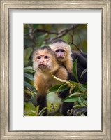 White-Throated Capuchin Monkeys (Cebus capucinus) on tree, Tortuguero, Costa Rica Fine Art Print
