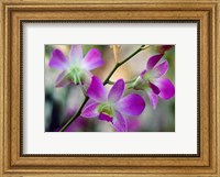 Cattleya Orchid Flower Blossoms Fine Art Print