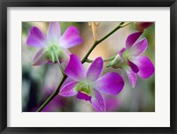 Cattleya Orchid Flower Blossoms Fine Art Print