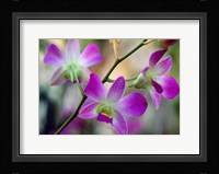 Cattleya Orchid Flower Blossoms Fine Art Print