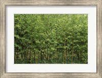 Bamboo Trees in a Forest, Fukuoka, Kyushu, Japan Fine Art Print