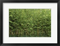 Bamboo Trees in a Forest, Fukuoka, Kyushu, Japan Fine Art Print