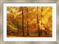 Autumn Trees, Cumbria, England Fine Art Print