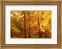 Autumn Trees, Cumbria, England Fine Art Print