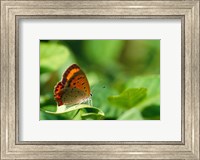 Butterfly on a Leaf Fine Art Print