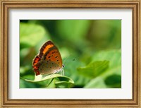 Butterfly on a Leaf Fine Art Print