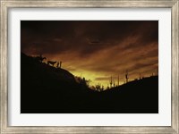 Sunset over The Sonoran Desert, AZ Fine Art Print