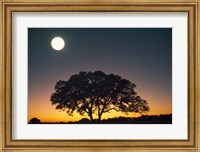 Full Moon Over Silhouetted Tree Fine Art Print