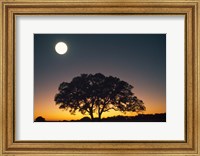 Full Moon Over Silhouetted Tree Fine Art Print