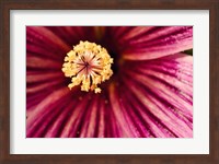 Tree Mallow Pistil-Stamen Fine Art Print