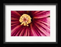 Tree Mallow Pistil-Stamen Fine Art Print
