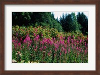Pink Fireweed Wildflowers, Alaska Fine Art Print