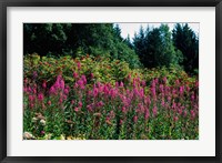 Pink Fireweed Wildflowers, Alaska Fine Art Print