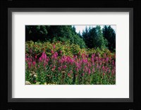Pink Fireweed Wildflowers, Alaska Fine Art Print