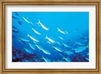 School of Fish Underwater Fine Art Print
