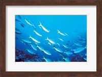 School of Fish Underwater Fine Art Print