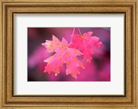 Autumn Color Maple Tree Leaves Fine Art Print
