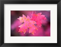 Autumn Color Maple Tree Leaves Fine Art Print
