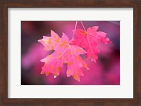 Autumn Color Maple Tree Leaves Fine Art Print