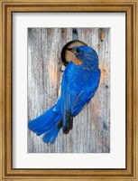 Male Eastern Bluebird Fine Art Print