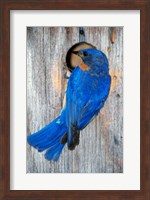 Male Eastern Bluebird Fine Art Print