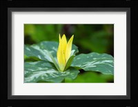 Yellow Trillium Flower, Tennessee Fine Art Print