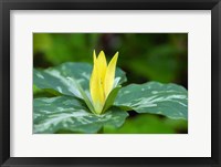 Yellow Trillium Flower, Tennessee Fine Art Print