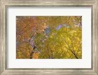 Mille Lacs Kathio State Park, Minnesota Fine Art Print