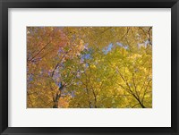 Mille Lacs Kathio State Park, Minnesota Fine Art Print