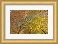 Mille Lacs Kathio State Park, Minnesota Fine Art Print