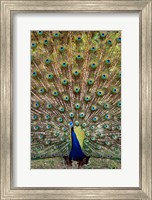 Dancing Peacock, Kanha National Park, Madhya Pradesh, India Fine Art Print