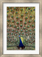 Dancing Peacock, Kanha National Park, Madhya Pradesh, India Fine Art Print