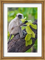 Gray Langur Monkey, Kanha National Park, Madhya Pradesh, India Fine Art Print