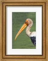 Painted Stork, Bandhavgarh National Park, India Fine Art Print