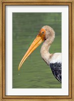 Painted Stork, Bandhavgarh National Park, India Fine Art Print