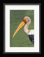 Painted Stork, Bandhavgarh National Park, India Fine Art Print