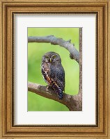 Jungle Owlet, Bandhavgarh National Park, Umaria District, India Fine Art Print